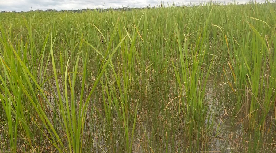 Southern cattail highly effective for rehabilitation of areas affected by iron mine tailings